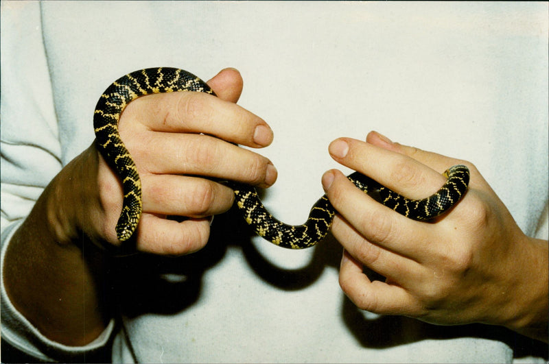 Animals: Snakes Miscellaneous - Vintage Photograph