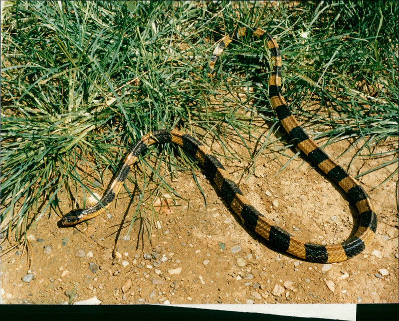 Gold-ringed snake - Vintage Photograph