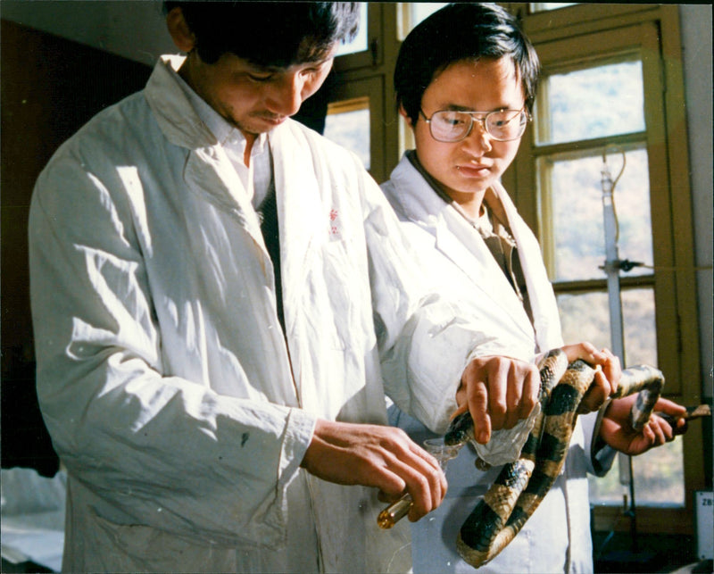 Collecting snake venom. - Vintage Photograph