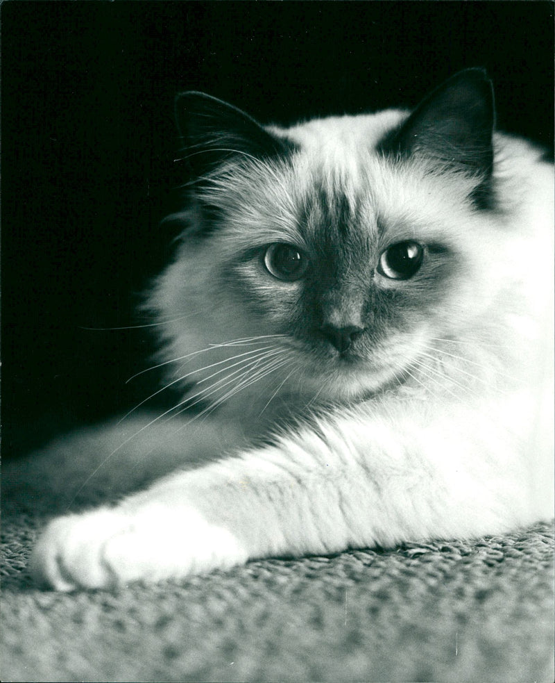 Animal: Cat: Burmese Cat - Vintage Photograph