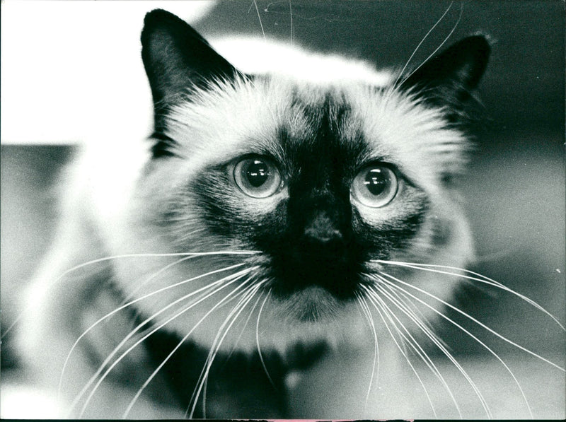 Animal: Cat: Burmese Cat - Vintage Photograph