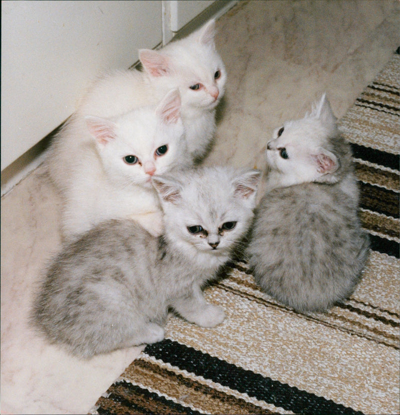 4 Kittens - Vintage Photograph