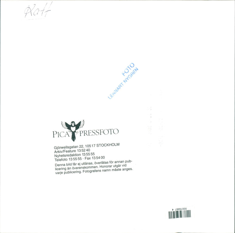 Kitten with Flower - Vintage Photograph