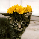 Kitten with Flower - Vintage Photograph