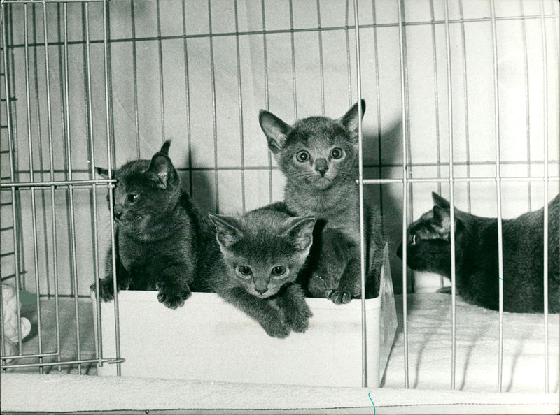 Animal Cat: Russian Blue - Vintage Photograph