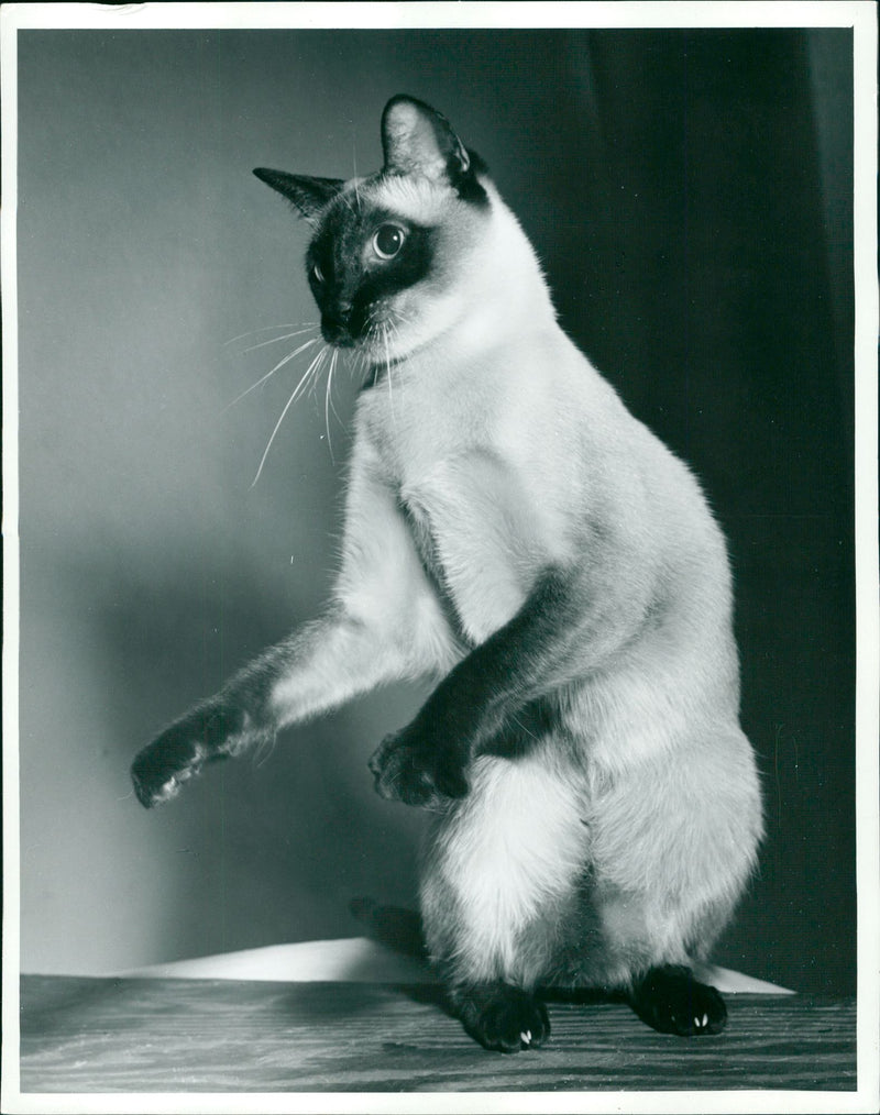 Animals: Siamese cat - Vintage Photograph