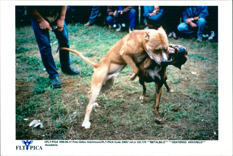 Animal: Dog fights - Vintage Photograph