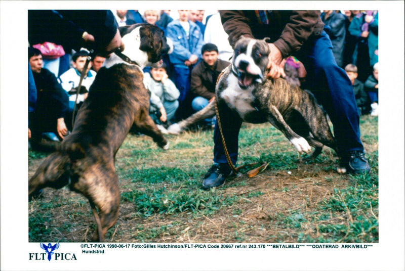 Animal: Dog fights - Vintage Photograph