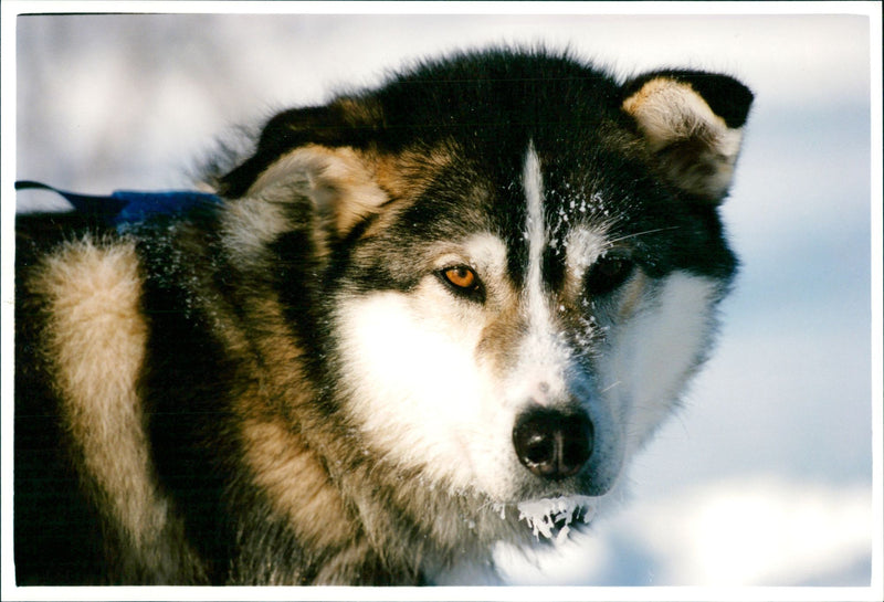 Alaskan Huskies. - Vintage Photograph