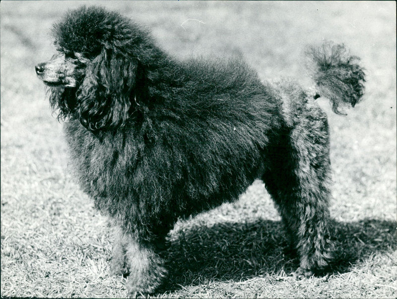 Real Animal Dogs Poodles - Vintage Photograph