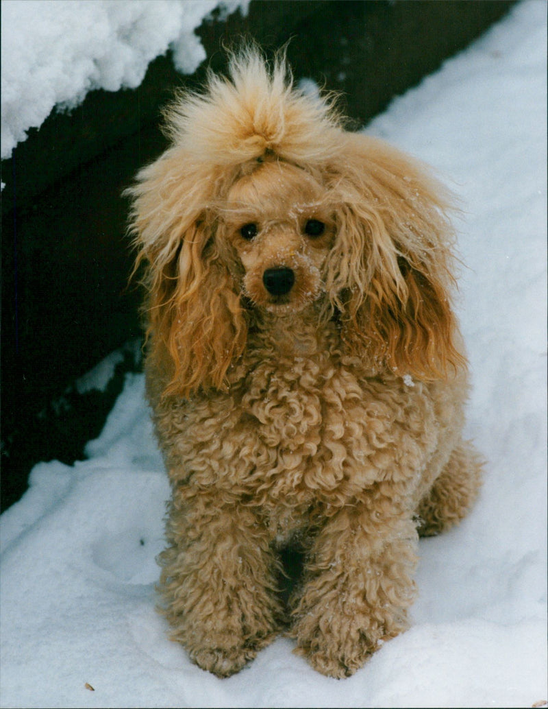 Real Animal Dogs Poodles - Vintage Photograph