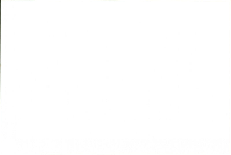 Dobermann - Vintage Photograph