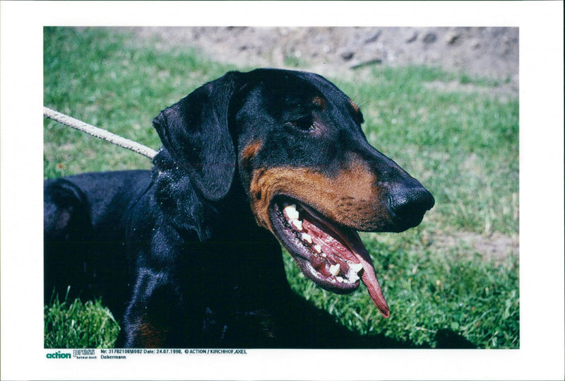 Dobermann - Vintage Photograph