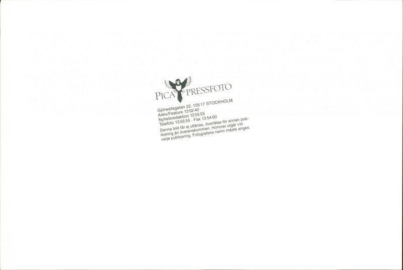 Dobermann - Vintage Photograph