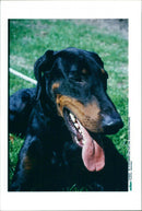 Dobermann - Vintage Photograph