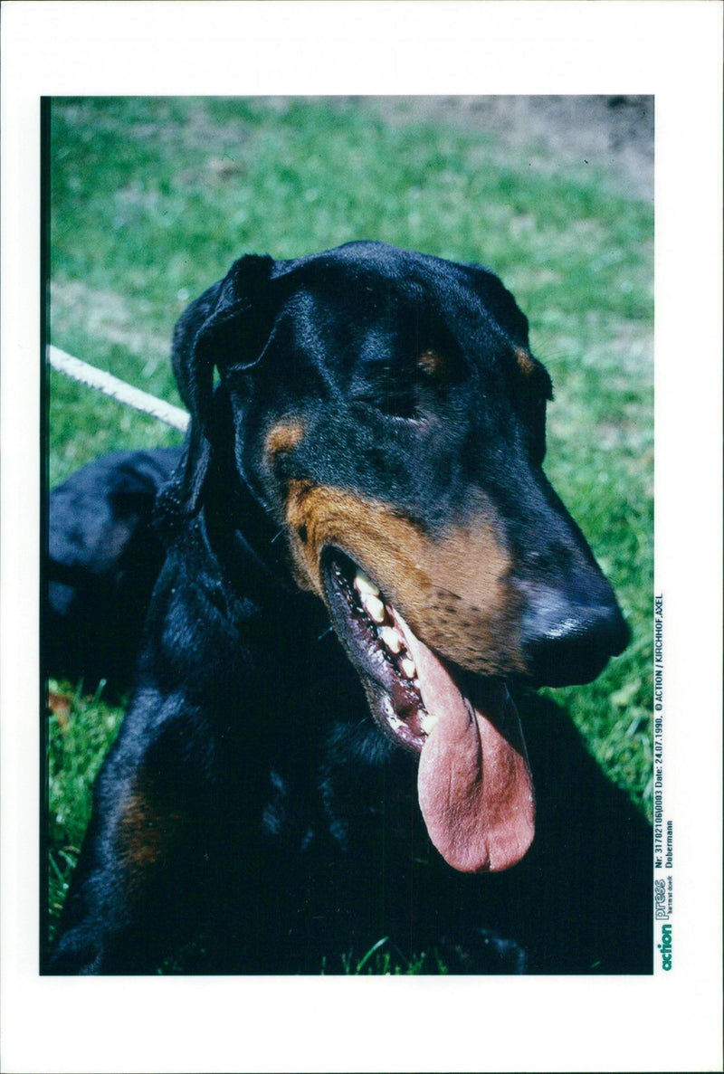 Dobermann - Vintage Photograph