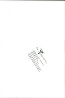 Dobermann - Vintage Photograph