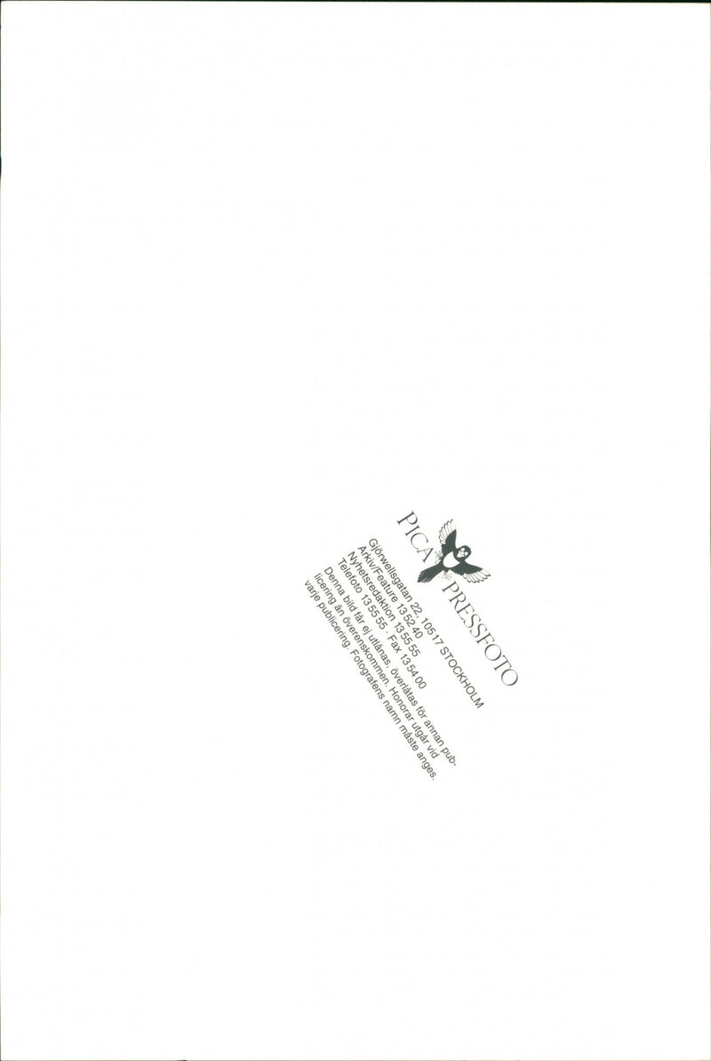 Dobermann - Vintage Photograph