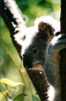 Koala - Vintage Photograph