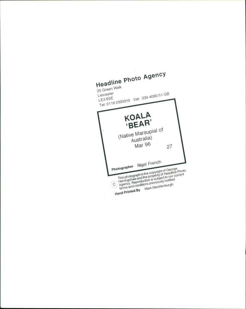 Koala - Vintage Photograph