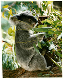 Koala - Vintage Photograph