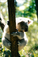 Koala - Vintage Photograph