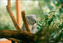 Koala - Vintage Photograph