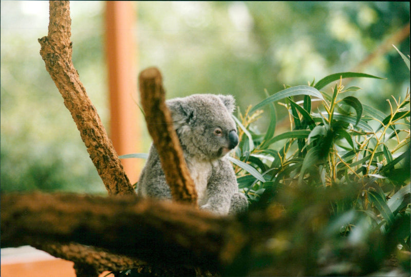 Koala - Vintage Photograph