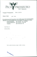 Koala - Vintage Photograph