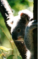 Koala - Vintage Photograph