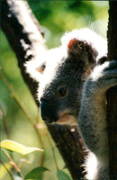 Koala - Vintage Photograph