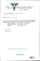 Koala - Vintage Photograph