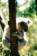 Koala - Vintage Photograph