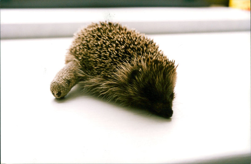 Hedgehog - Vintage Photograph
