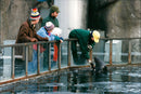 Feeding of animals at Skansen, as well as greeting of animal caretakers - Vintage Photograph