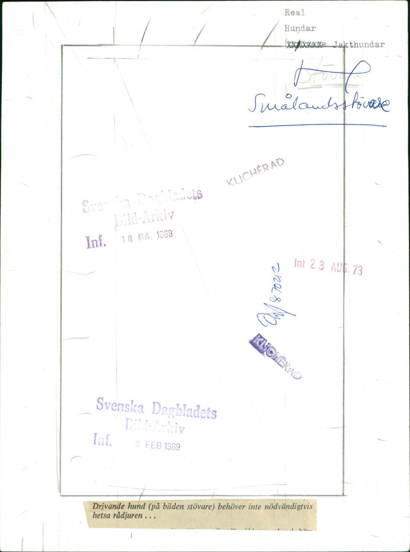 Dogs: Hound - Vintage Photograph