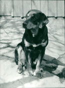 Dogs: Hound - Vintage Photograph