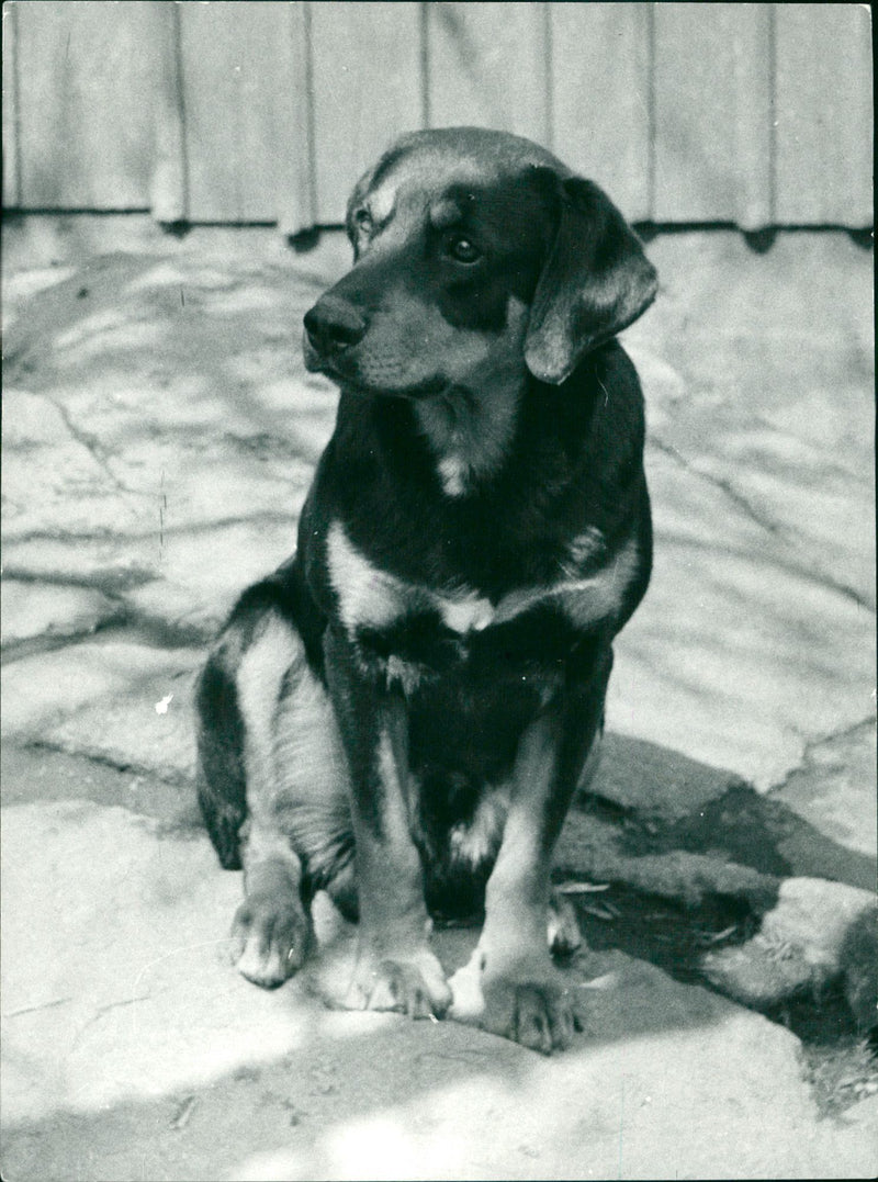 Dogs: Hound - Vintage Photograph