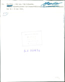 Real Animal Dogs Papillon - Vintage Photograph