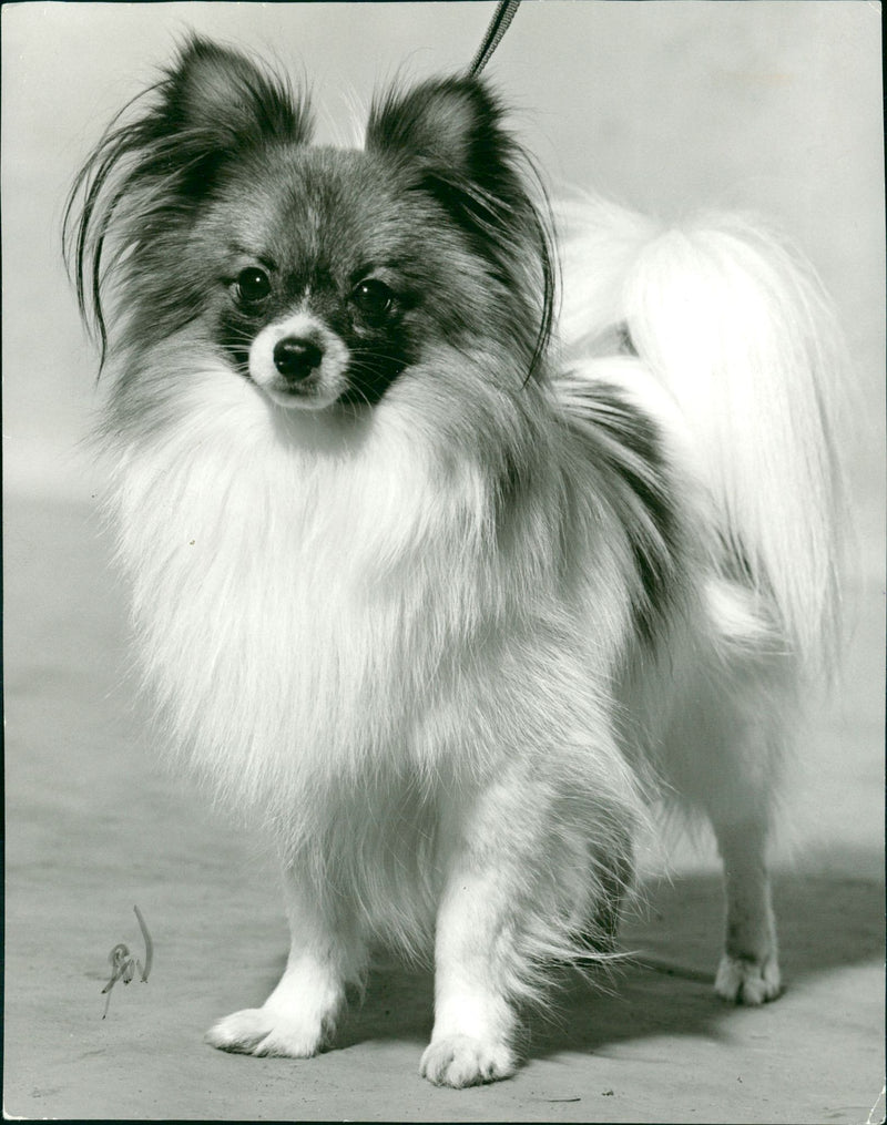 Real Animal Dogs Papillon - Vintage Photograph