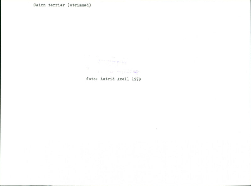 Cairn Terrier - Vintage Photograph