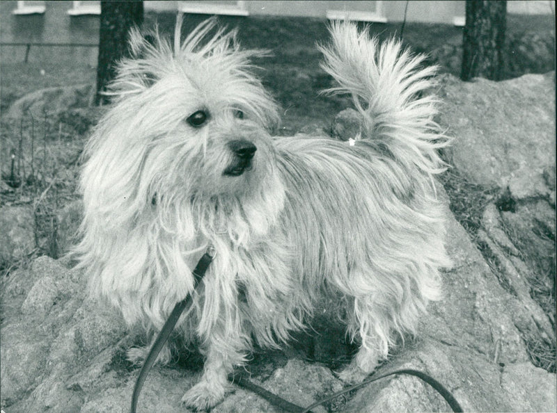 Cairn Terrier - Vintage Photograph