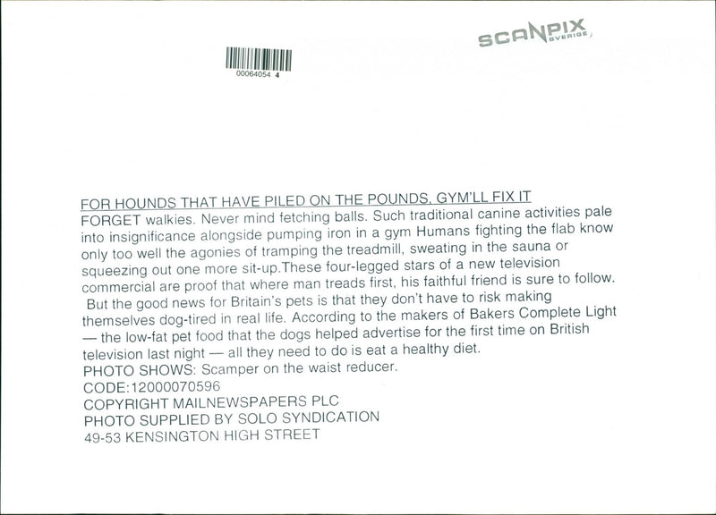 Cairn Terrier - Vintage Photograph