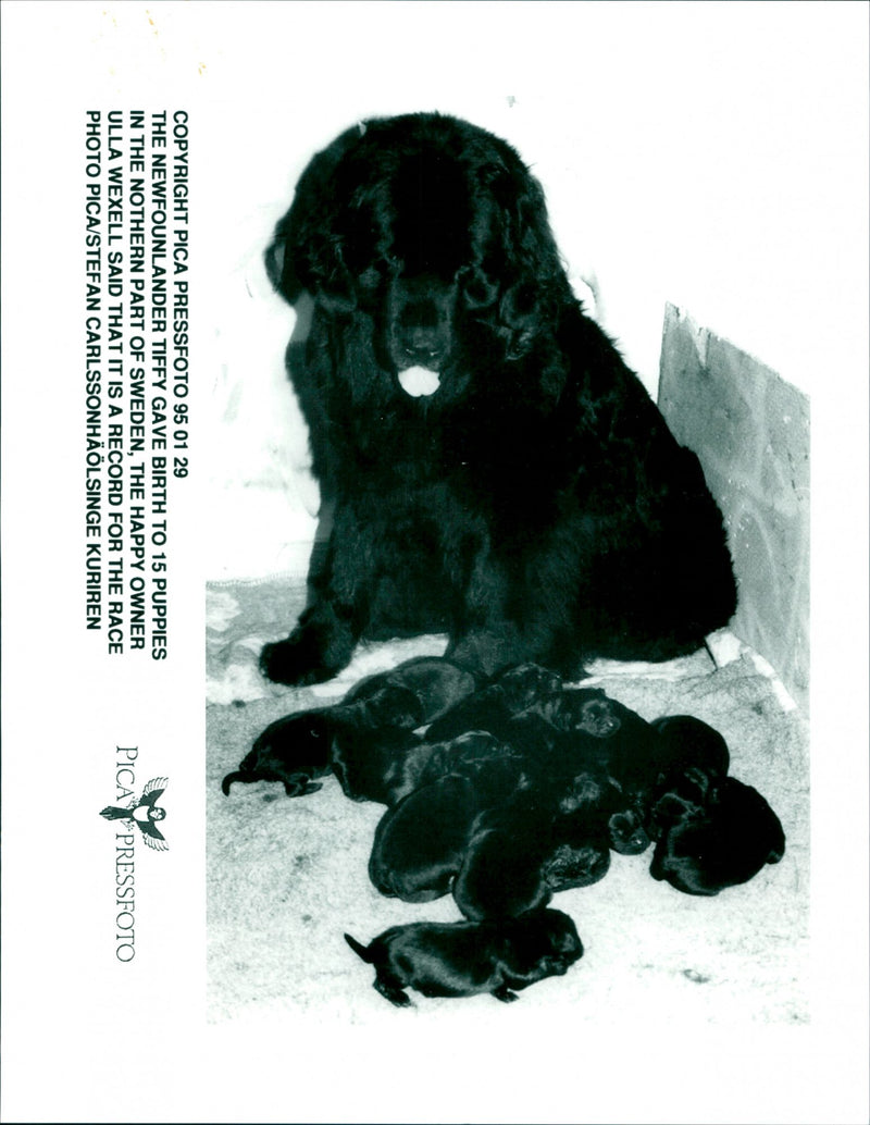 Newfoundland - Vintage Photograph