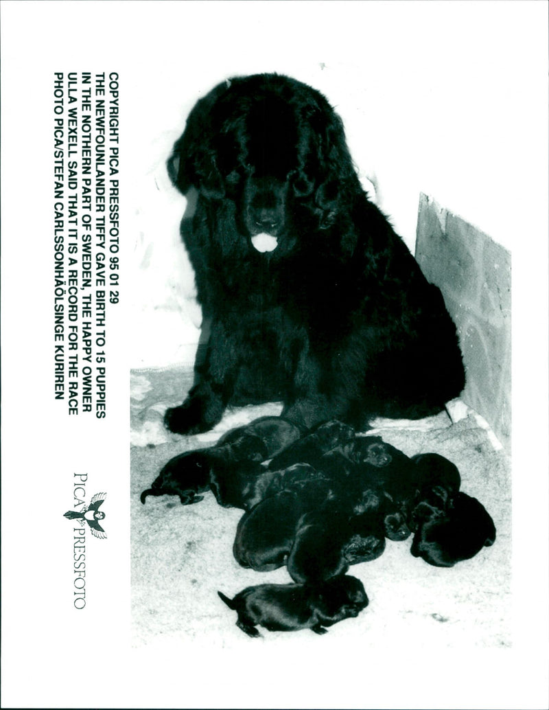 Newfoundland - Vintage Photograph