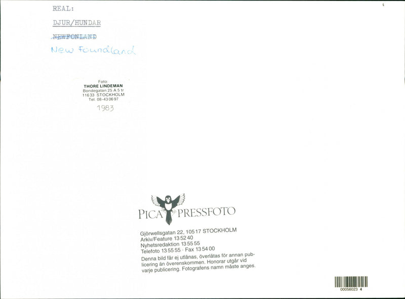 Newfoundland - Vintage Photograph