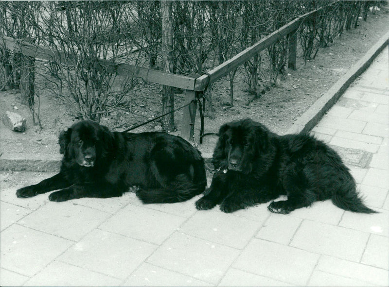 Newfoundland - Vintage Photograph