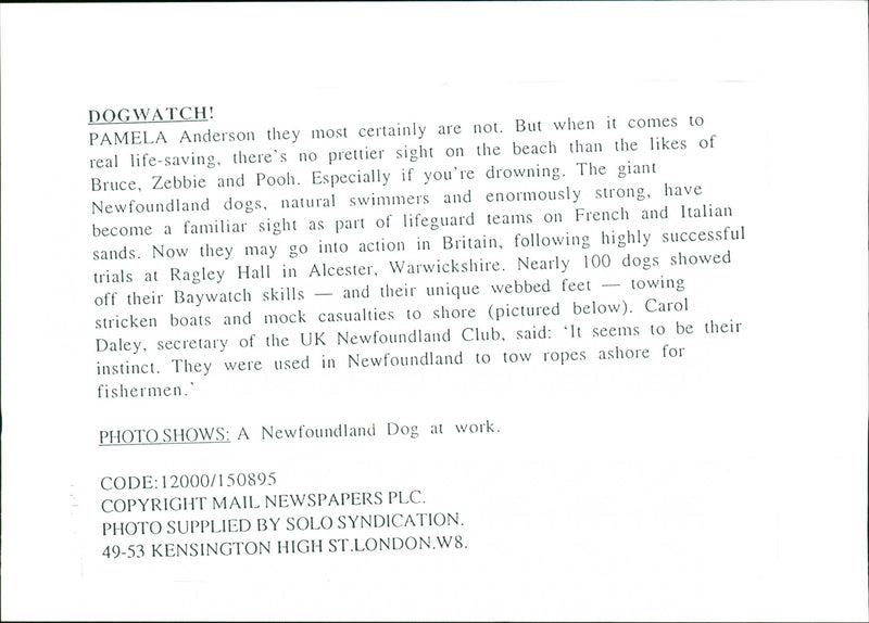 Newfoundland - Vintage Photograph