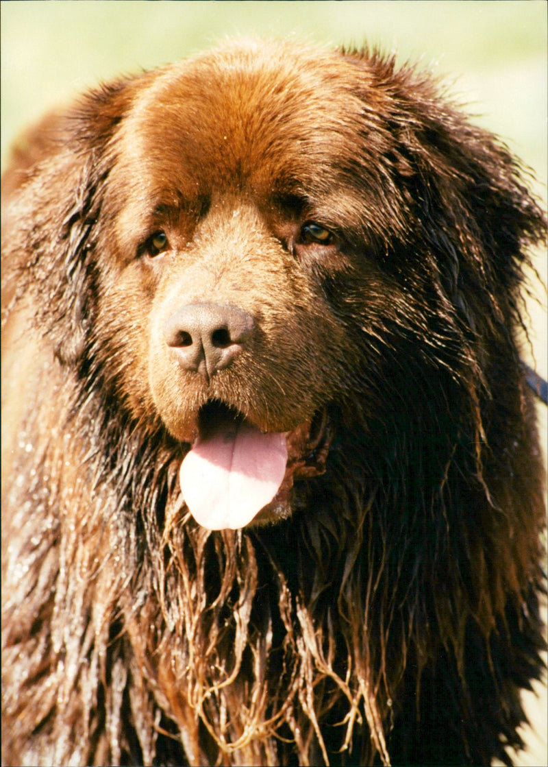 Newfoundland - Vintage Photograph