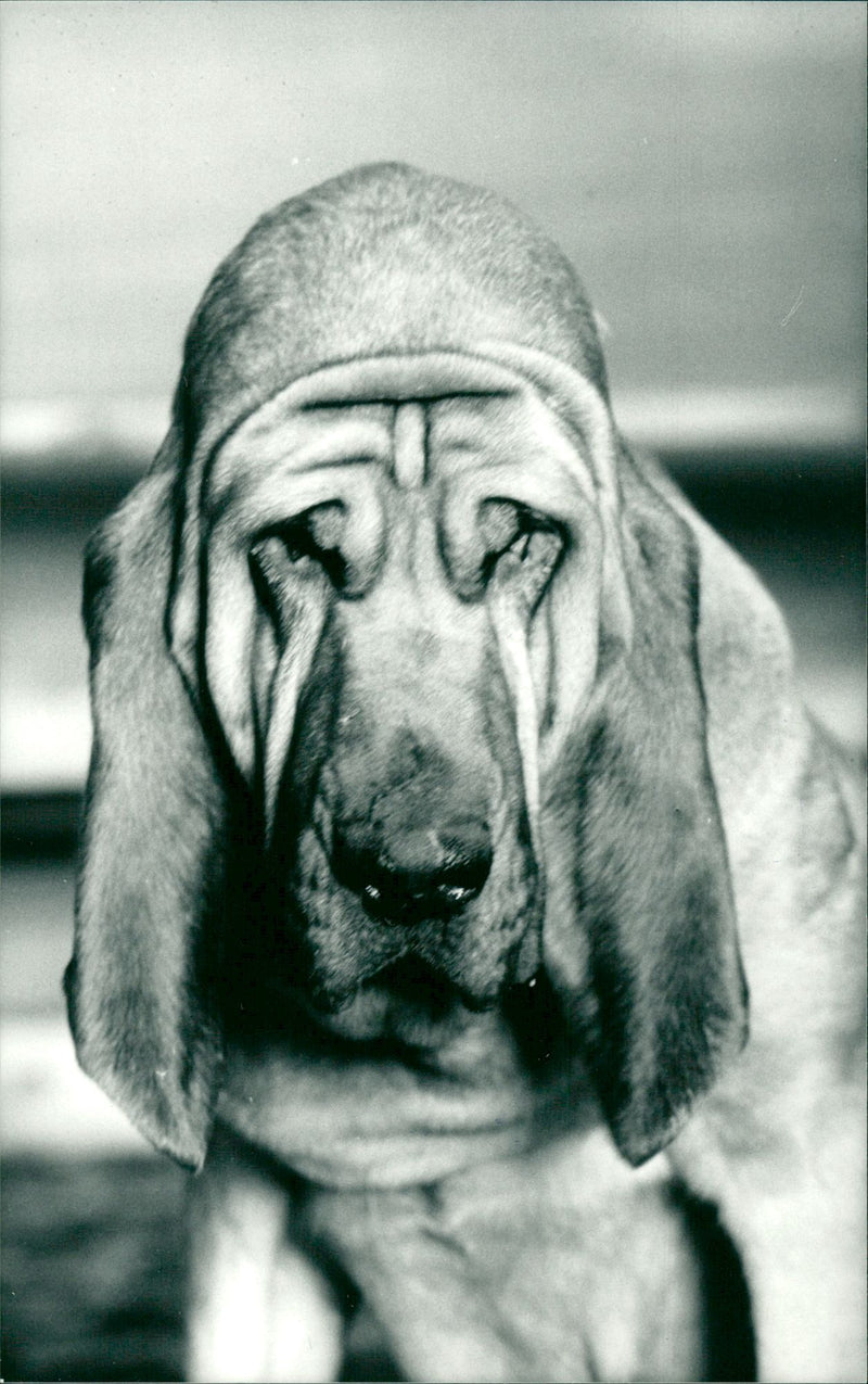 Real Animal Dogs Bloodhound - Vintage Photograph